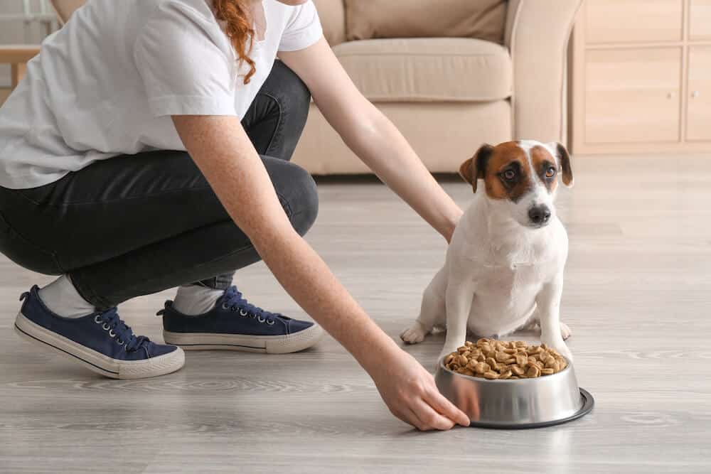 Des croquettes formulées pour les problèmes d'infections urinaires de votre chien