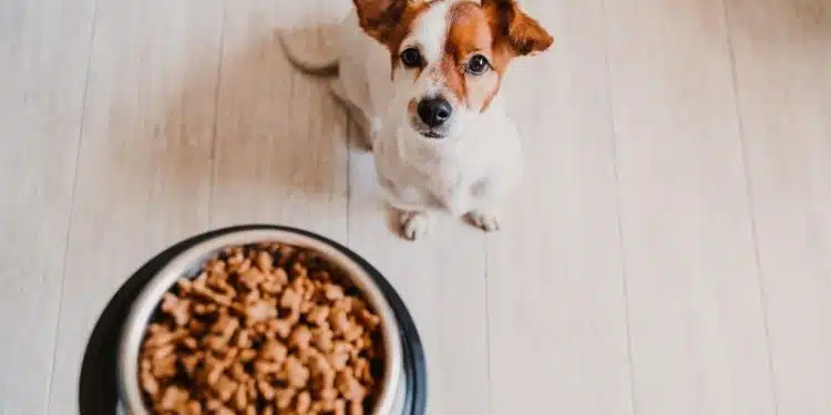 Des croquettes formulées pour les problèmes d'infections urinaires de votre chien