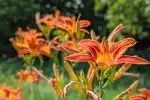 orange flower in tilt shift lens