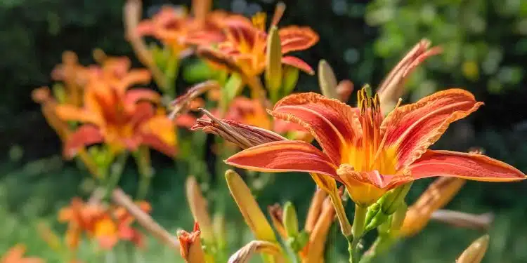 orange flower in tilt shift lens