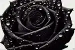 rose noire